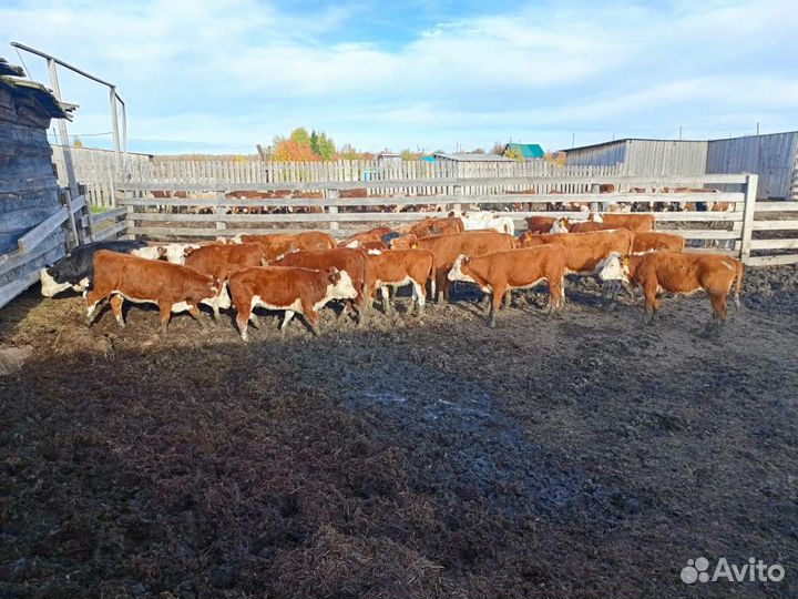 Коровы и телки