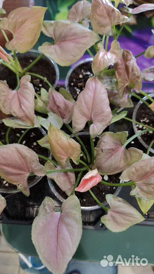 Сингониум малиновый крем