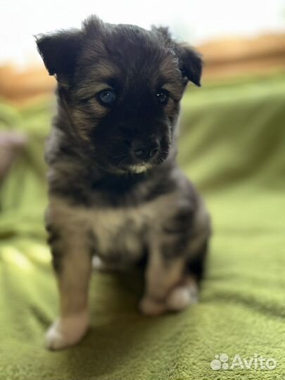 Щенки длинношерстной хаски и маламута