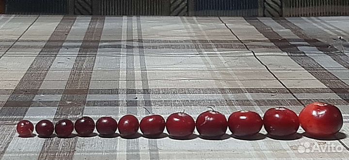 Клюква свежая