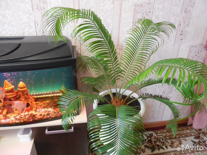 Цветы для офиса и дома, пальма - Цикас,фикус и.т.д