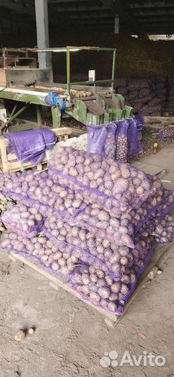 Картофель сорт гала