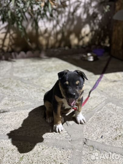 Щенок питбуля