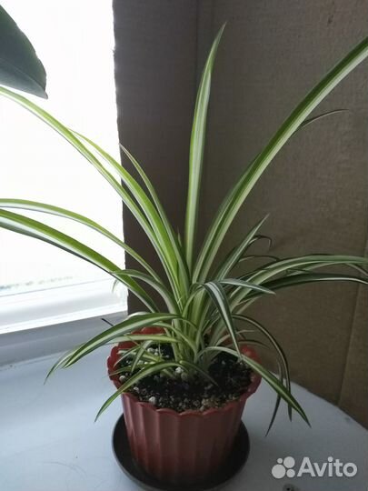 Хлорофитум