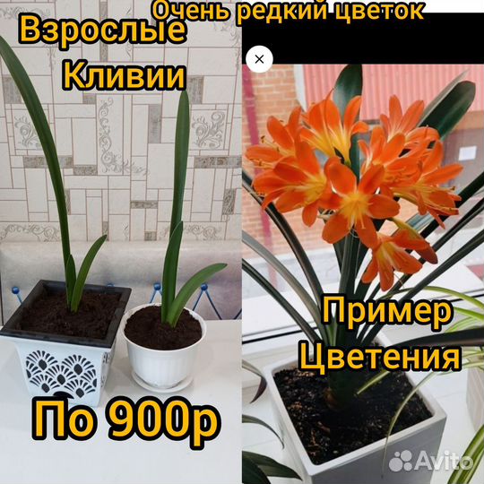 Кливии