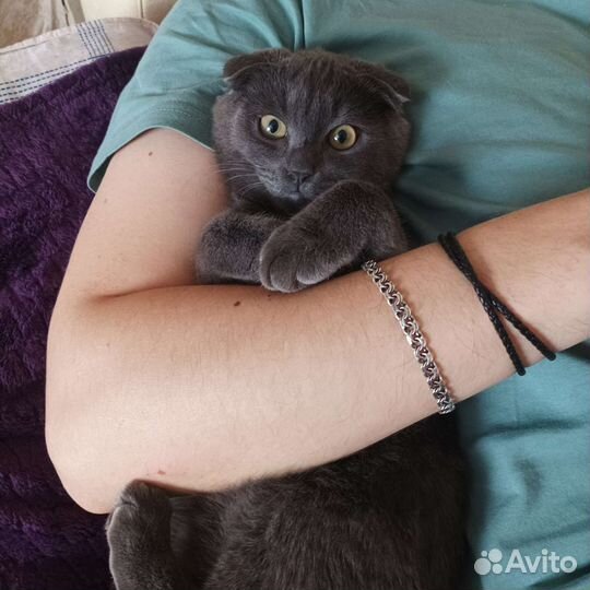 Кот на вязку