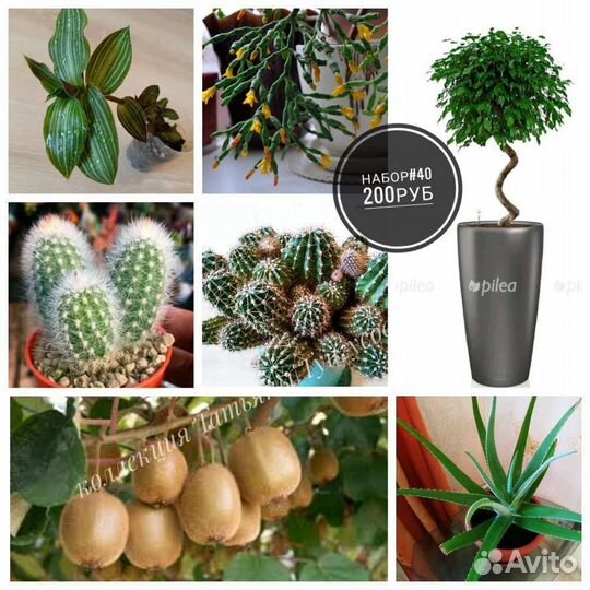 Комнатные цветы (наборы)