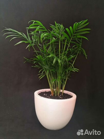 Пальма хамедорея в интерьерном горшке 20/50