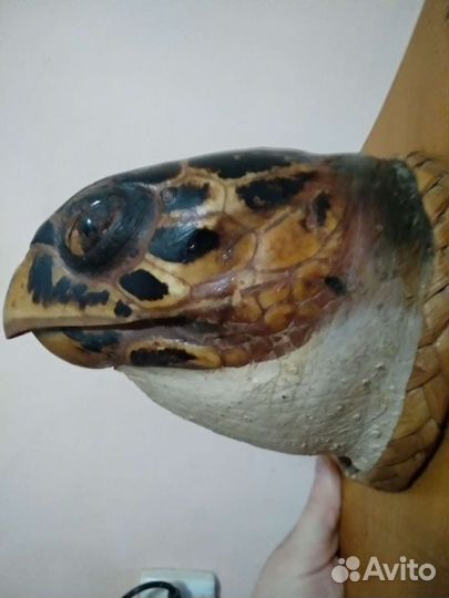 Чучело большой черепахи