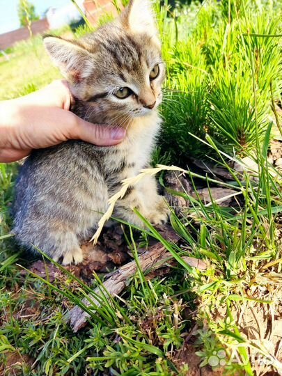 Котята ищут дом