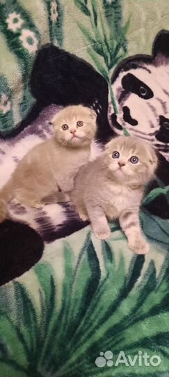 Шотландская вислоухая