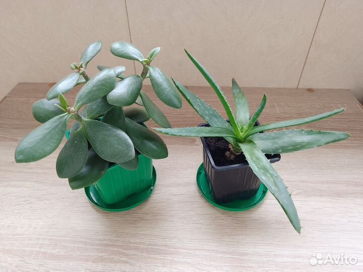 Алоэ и толстянка