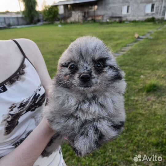 Шпицули