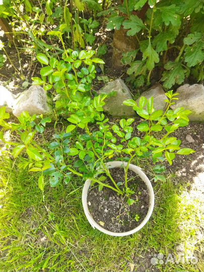 Роза плетистая