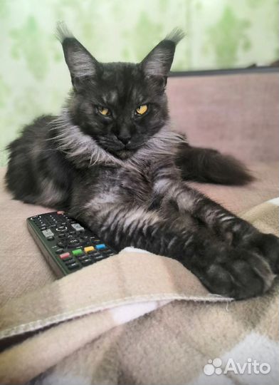 Котята мейн-кун