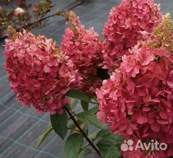 Гортензия метельчатая