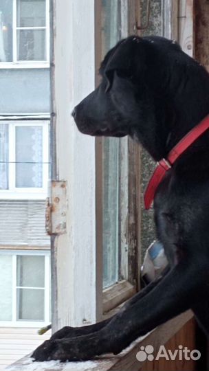 Метис лабрадора