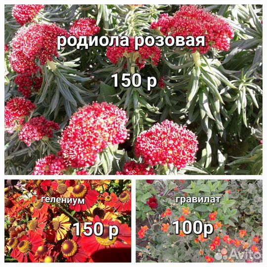 Цветы деленки для осенней посадки