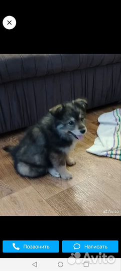 Щенок в добрые руки бесплатно маленькая порода