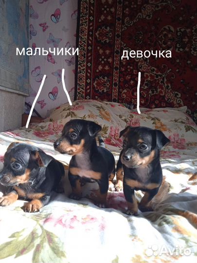 Той-терьер щенки