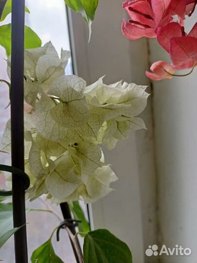 Гибискусы,бугенвиллии, алое, крассула