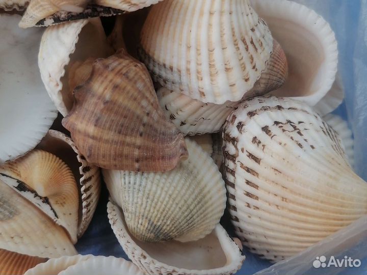 Морские ракушки раковины