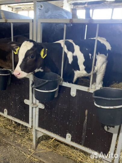 Бычки и телята