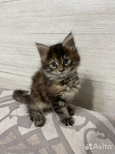 Мейн-кун кошка