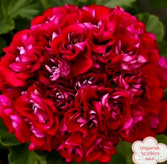 Пеларгония(герань)сортовая