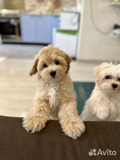 Щенки мальтипу f1 мини