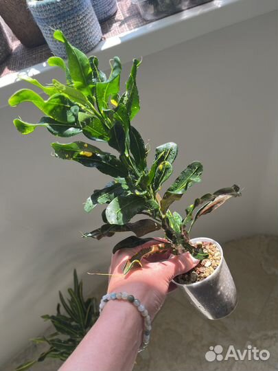 Кодиеум кротон