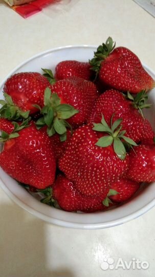 Рассада клубники азия и клери