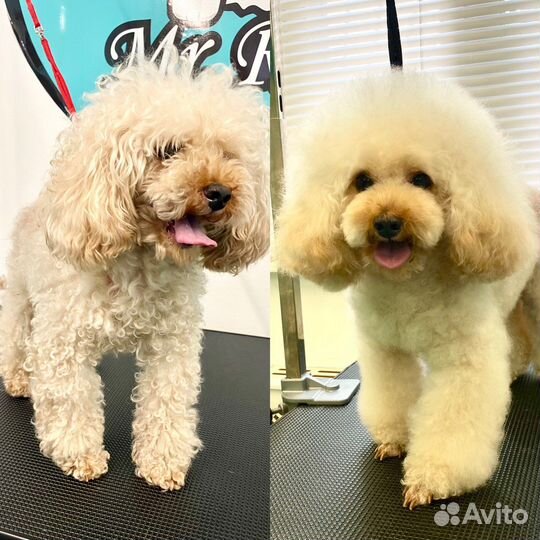 Стрижка собак с выездом на дом