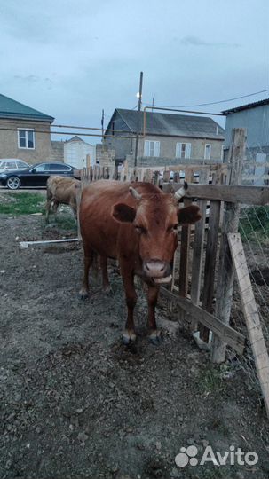 Продам корову на мясо
