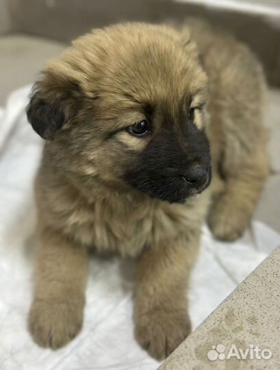 Щенок в добрые руки бесплатно