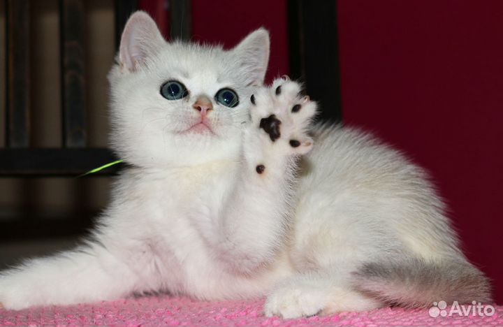 Котята серебристые шиншиллы колор поинт