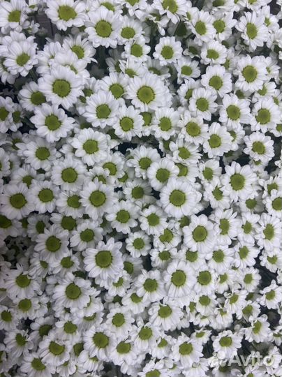 Букет из хризантем 25 шт