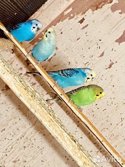 Волнистый попугай