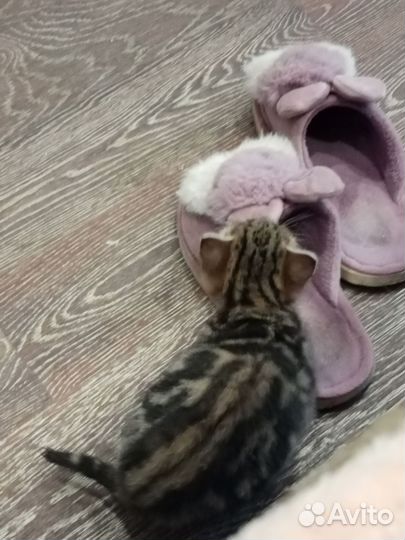 Бенгальские катята