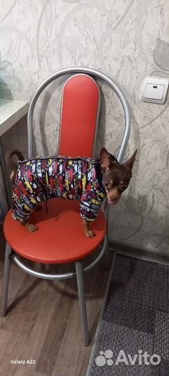 Комбинезон для собачки