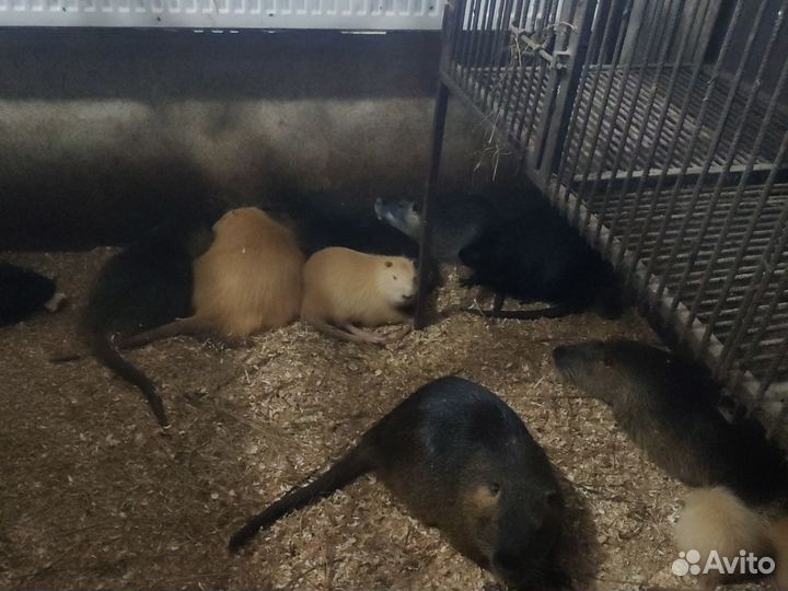 Нутрии на племя