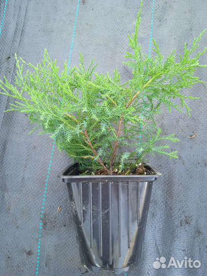 Можжевельник