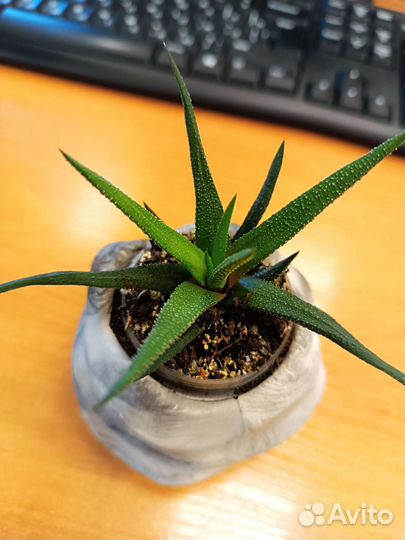 Хавортия жемчужная красивая