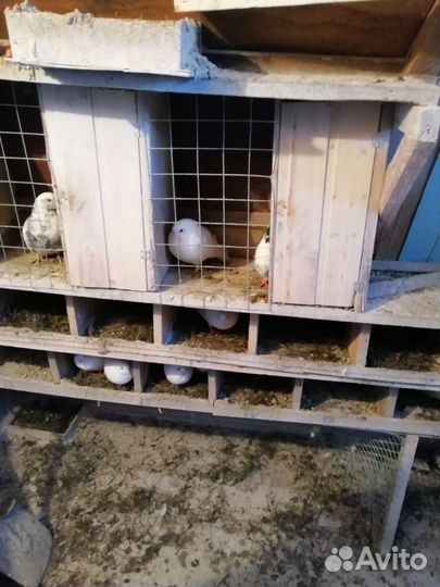 Птицы голуби