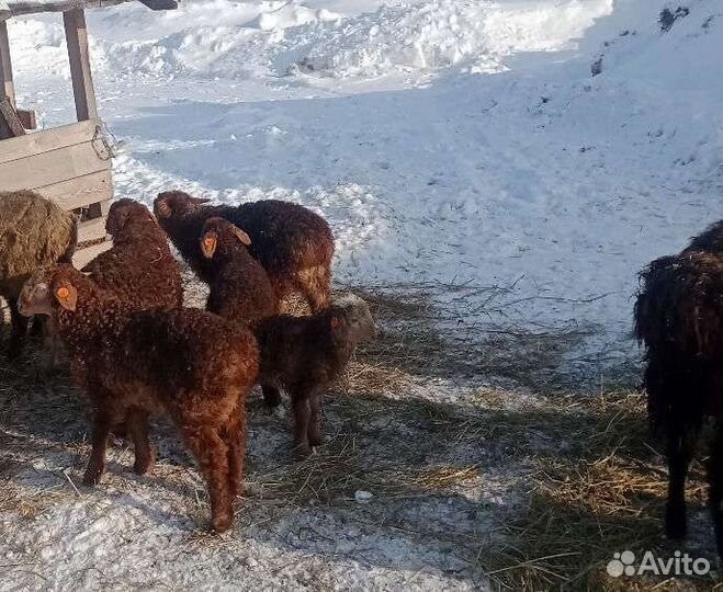 Курдючные овцы, бараны, ярки