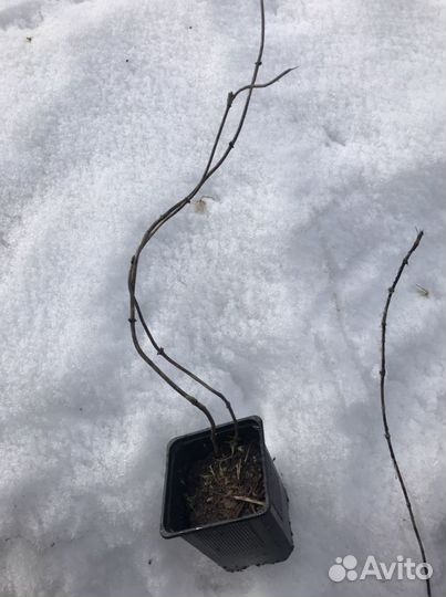 Жимолость ароматная каприфоль