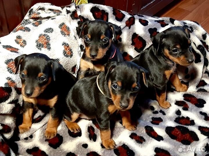 Вязка Цвергпинчер