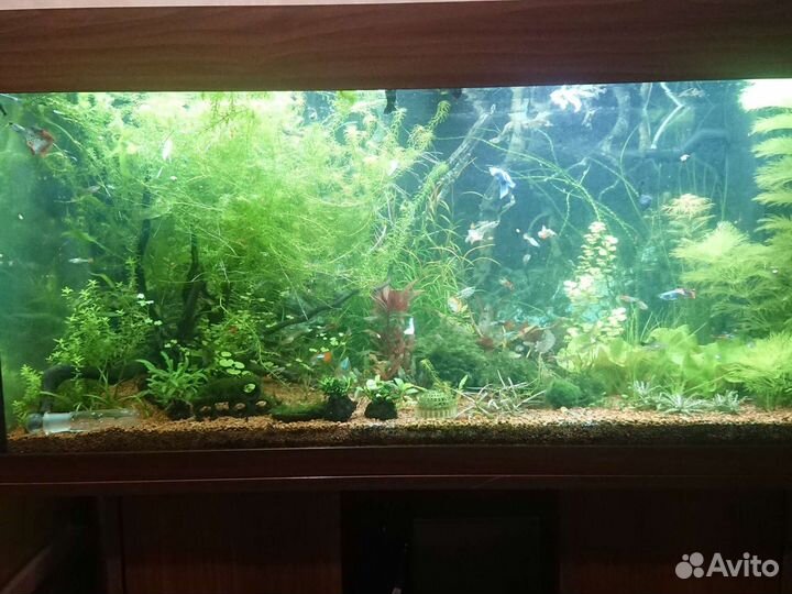 Аквариум