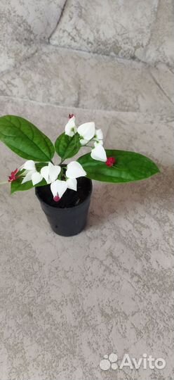 Клеродендрум