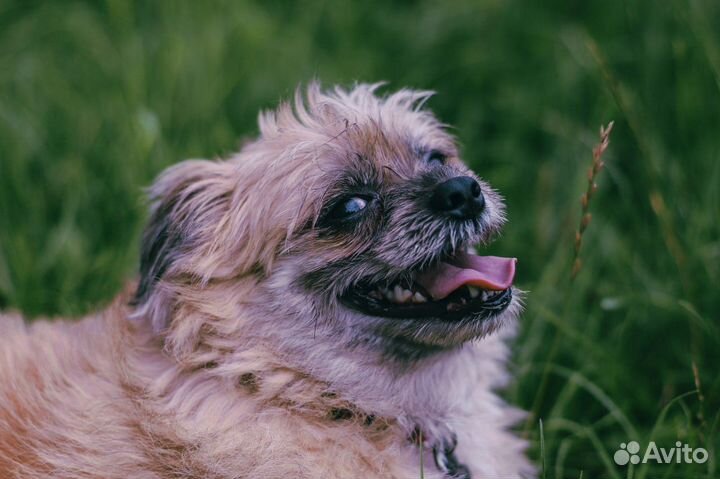 Обаятельный малыш Рэгги в дар